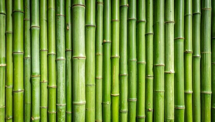 green bamboo background