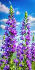 Obraz premium Dense clusters of tall spikes with delicate