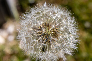Dandelion seed head