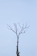 Silhouette of a Bare Tree Against a Clear Blue Sky