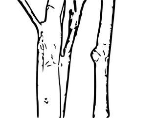 palm tree silhouette