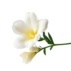 Obraz premium Elegant Cream Freesia Flowers on Stem on Transparent Background