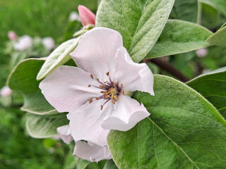 Flowering Quince tree in the spring. Cydonia oblonga