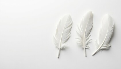 White feathers softly arranged on white background, simple, organic, pattern