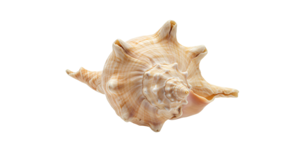 seashell png. sea shell top view png. ocean seashell flat lay isolated. Single sea shell PNG for summer beach graphics shell collections and ocean inspired creative projects