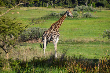 Giraffe in a nature reserve in Africa