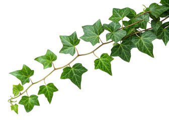 Ivy vine isolated on a transparent background.
