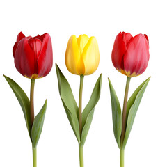 Fototapeta premium Three Tulips Red Yellow Red on Black Background on transparent background