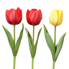 Obraz premium Three Tulips Red and Yellow Flowers on Transparent Background
