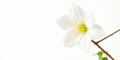 Fototapeta premium Elegant Stephanotis Flower on White Background