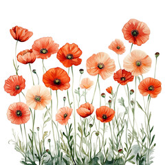 Obraz premium Watercolor Red and Peach Poppies on Transparent Background