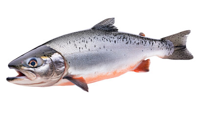 Obraz premium Whole Salmon With Silver Skin On Gills isolated on a transparent background