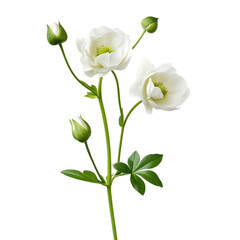 Elegant White Anemone Flowers on Stem with Buds on transparent background