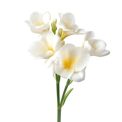 Fototapeta premium Elegant White Freesia Flowers on a Stem on transparent background