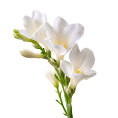 Naklejka premium Elegant White Freesia Flowers on Stem on transparent background