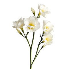 Elegant White Freesia Flowers on Stems on transparent background