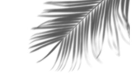 The shadows of trees and leaves are used to create decorative shadows