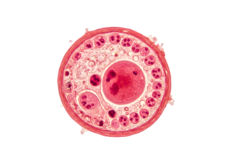 Microscopic Cross Section of a Plant Stem Detailed Cellular Structure Image isolated on white background