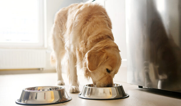 Adorable Dog Golden Retriever Breed Eating Food From Bowl In The Kitchen