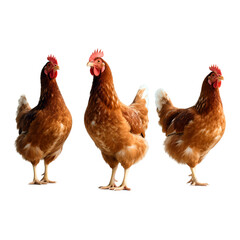 Fototapeta premium Three Brown Chickens Farm Animals, Poultry, Birds, Domestic Fowl
