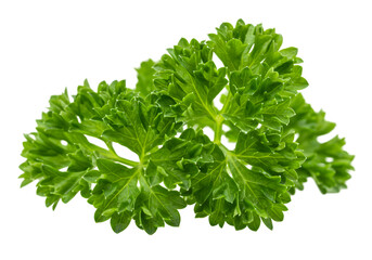 Fresh Parsley Sprig HighResolution Food Photo isolated on white background
