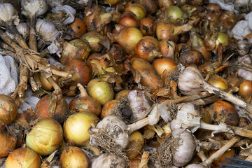 Onion and garlic close-up drying, growing vegetables