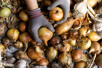 harvesting onions close-up with gloved hands, growing vegetables
