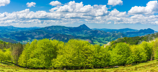 Primavera sobre las hayas del valle, Pais Vasco