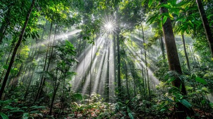 sun rays through the forest