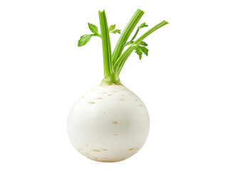 Understanding jicama benefits