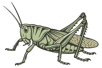 49 photo of a large, green grasshopper, macro shot, highly detailed, sharp focus, insect photography, natural lighting, seamless white background