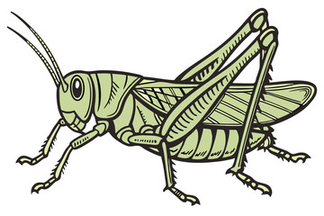 49 photo of a large, green grasshopper, macro shot, highly detailed, sharp focus, insect photography, natural lighting, seamless white background
