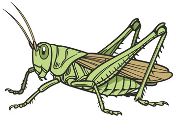 49 photo of a large, green grasshopper, macro shot, highly detailed, sharp focus, insect photography, natural lighting, seamless white background