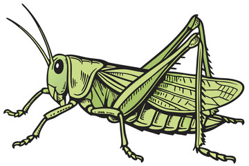 49 photo of a large, green grasshopper, macro shot, highly detailed, sharp focus, insect photography, natural lighting, seamless white background