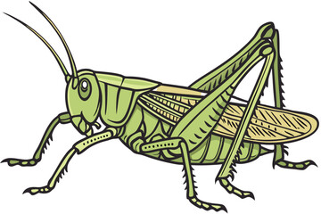 49 photo of a large, green grasshopper, macro shot, highly detailed, sharp focus, insect photography, natural lighting, seamless white background