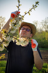A man wearing a straw hat and gloves carefully inspects tree branches adorned with white flowers....