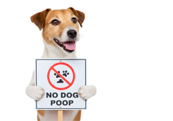 Dog Holding No Dog Poop Sign isolated on white background