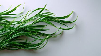 Fototapeta premium Artistic arrangement of curving green grass blades, minimal style on white background
