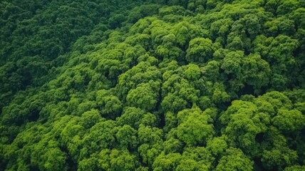 Fototapeta premium Lush Green Forest Canopy Aerial View