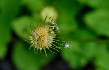 Nahaufnahme einer verblühenden Gemswurz