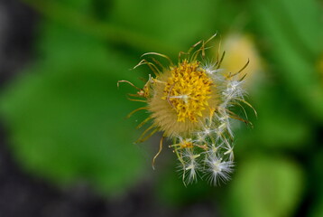 Nahaufnahme einer verblühenden Gemswurz