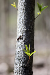 Close Up Of A Young Tree Trunk With Textured Bark And Small Fresh Green Leaves Sprouting Directly From It. Spring Rebirth And New Growth Concept. Blurred Forest Background.