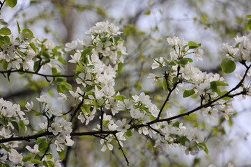 Graceful Branches Of A Fruit Tree Adorned With Clusters Of Pure White Blossoms And Tender Green Leaves. Softly Blurred Background Evokes A Gentle Spring Atmosphere.