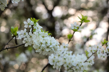 Close Up Of Delicate White Cherry Or Plum Blossoms On A Tree Branch With Green Leaves. Beautiful Soft Bokeh Background. Spring Floral Scene, Nature's Beauty.