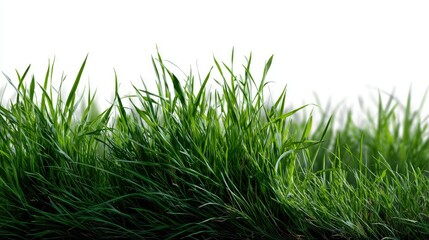 Bending blade of green grass in isolated frame, high-resolution macro on white