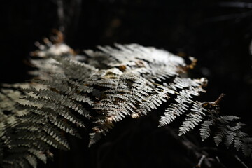 Forest fern plant in the autumn 