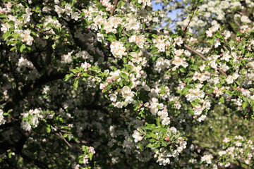 Branches Of An Apple Tree Densely Covered With White And Pinkish Spring Blossoms And Young Green Leaves, Bathed In Sunlight. Beautiful Orchard Scene.
