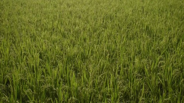 Panning shot of a green rice field under a cloudy sky during early summer.