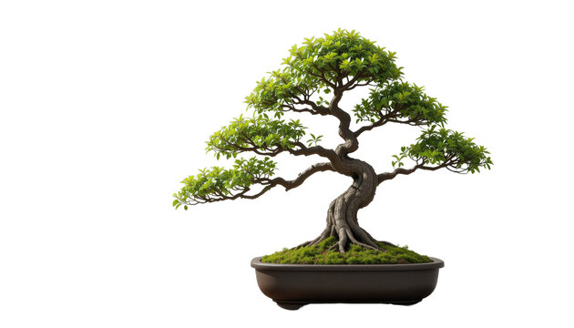 Bonsai tree cultivation workshop urban garden educational event natural setting close-up perspective horticultural concepts for nature lovers - Powered by Adobe