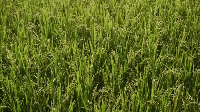 Panning shot of a green rice field with ripening grains under bright sunlight.